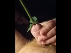 Femdom CBT - Tied Cock gets Nettle Stalk Pushed Deep inside Urethra