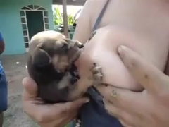 Bitch Breast Feeding Her Puppy